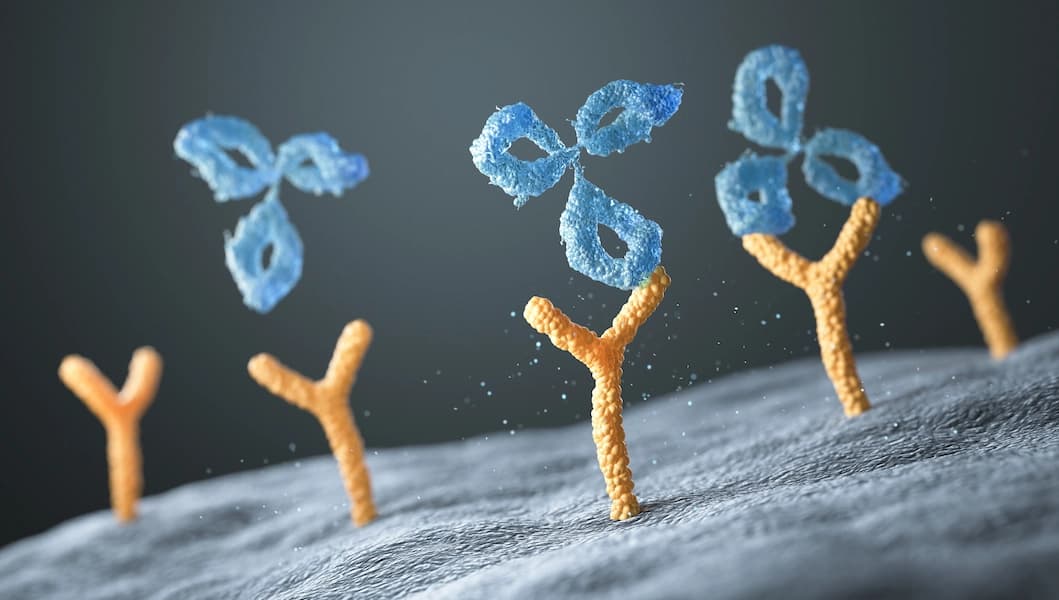 Antibodies bind to cell receptor