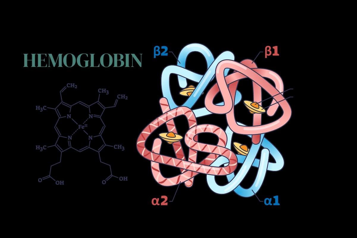 Hemoglobin chemical structure with polypeptide chain and heme group