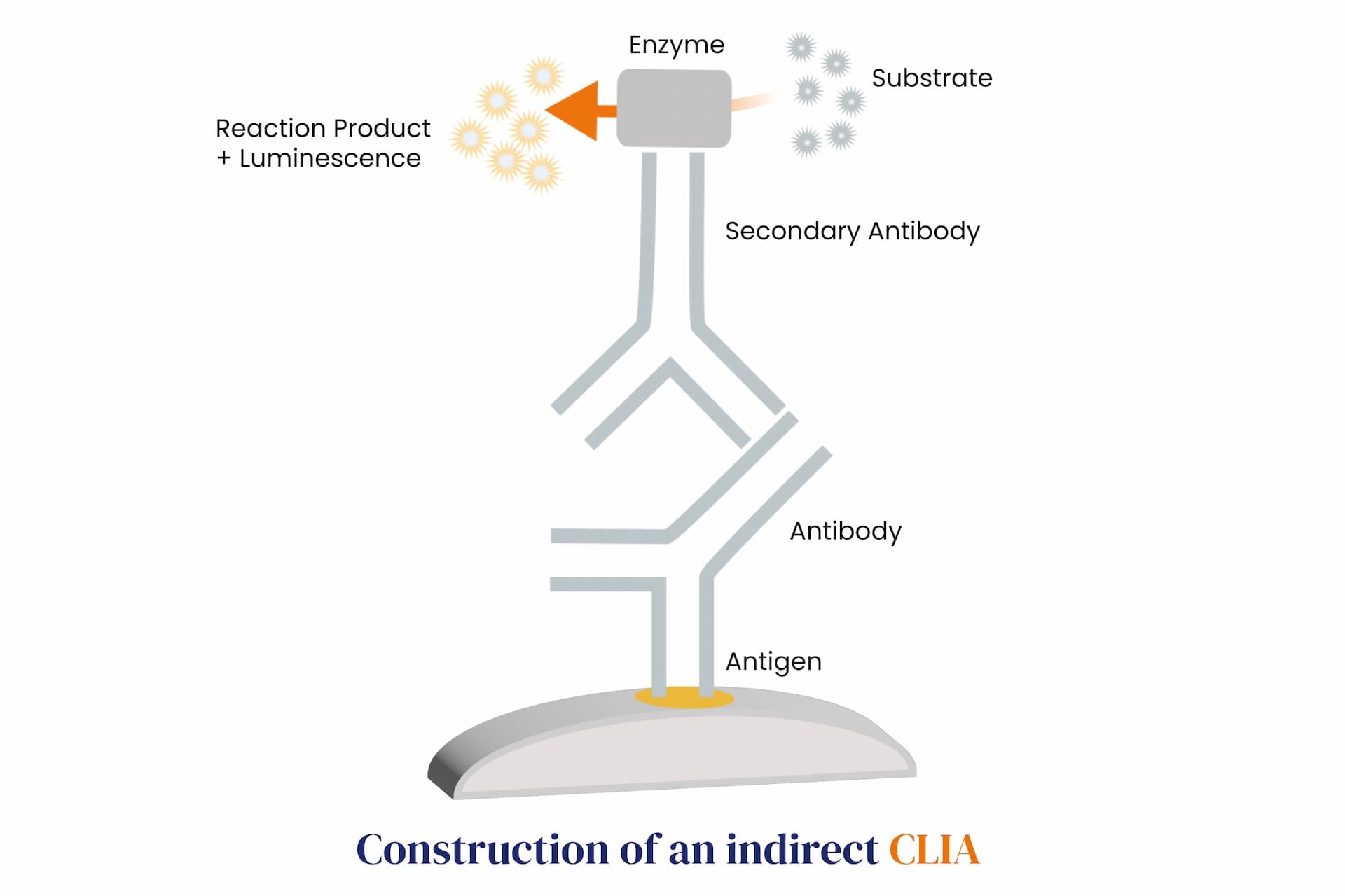Construction of an indirect CLIA with antibodies, antigen and substrate